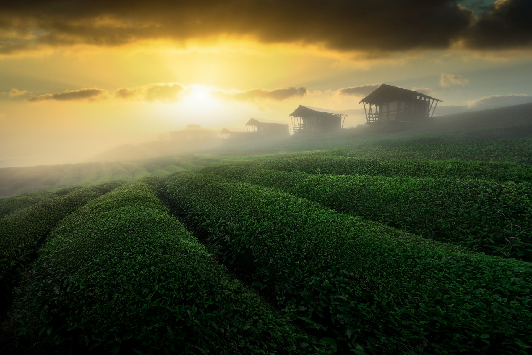Misty Sunrise In Tea Garden Wallpaper