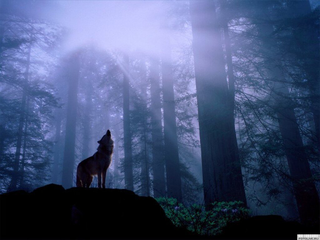 Wolf Howling At Moon Wallpaper Me