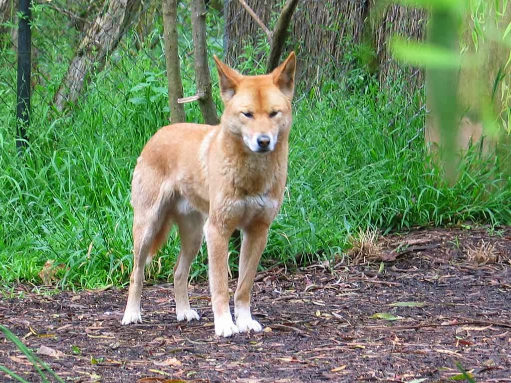 Dingo Animals Facts Pictures All Wildlife