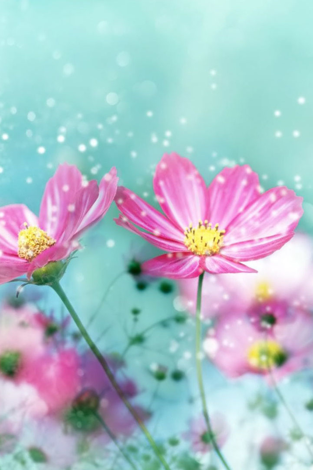 Pink Winter Flowers In Snow Wallpaper iPhone