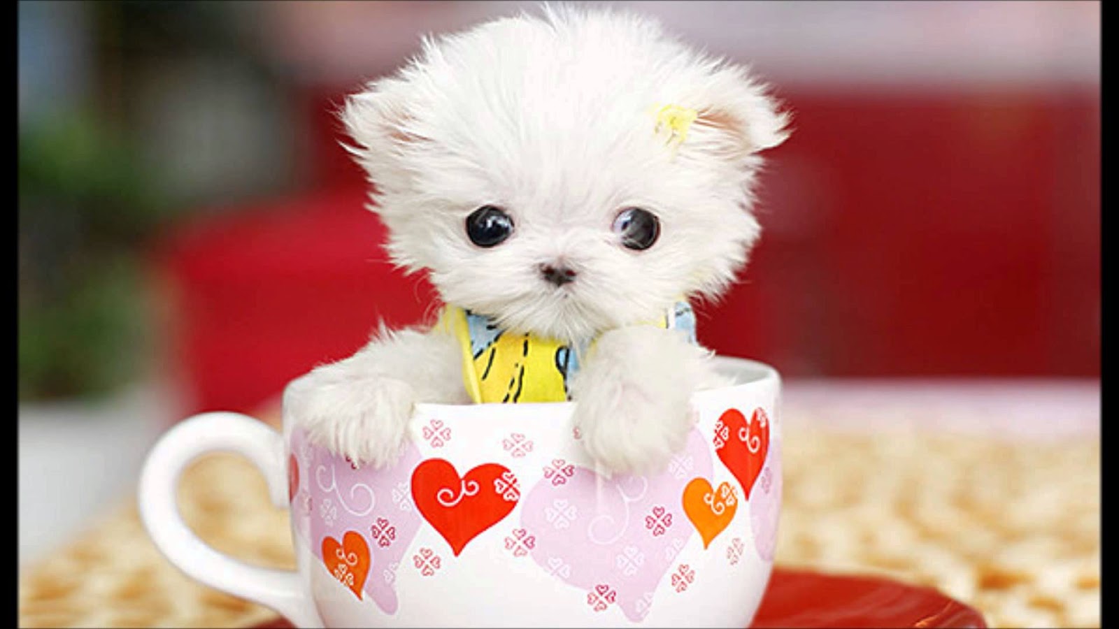 adorable teacup maltese puppies