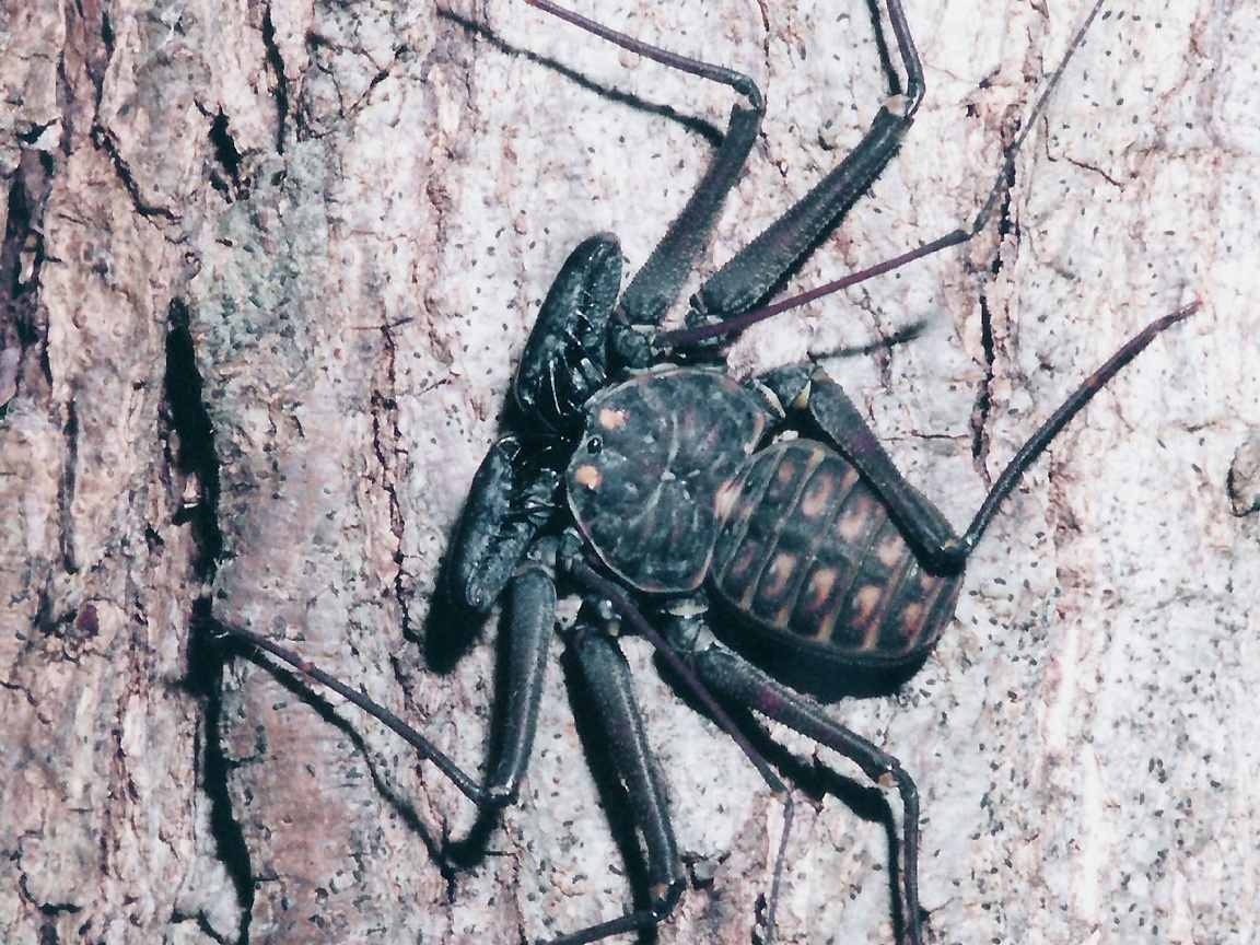 Misc Arachnid Wallpaper