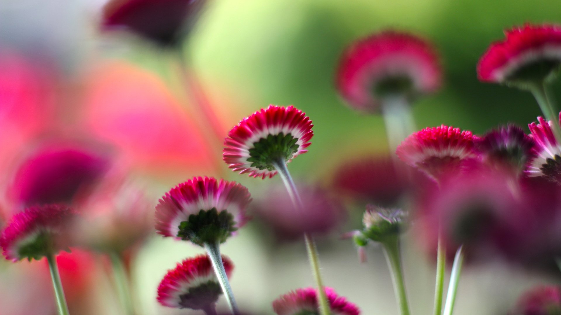 Nature Flowers Wallpaper For Desktop