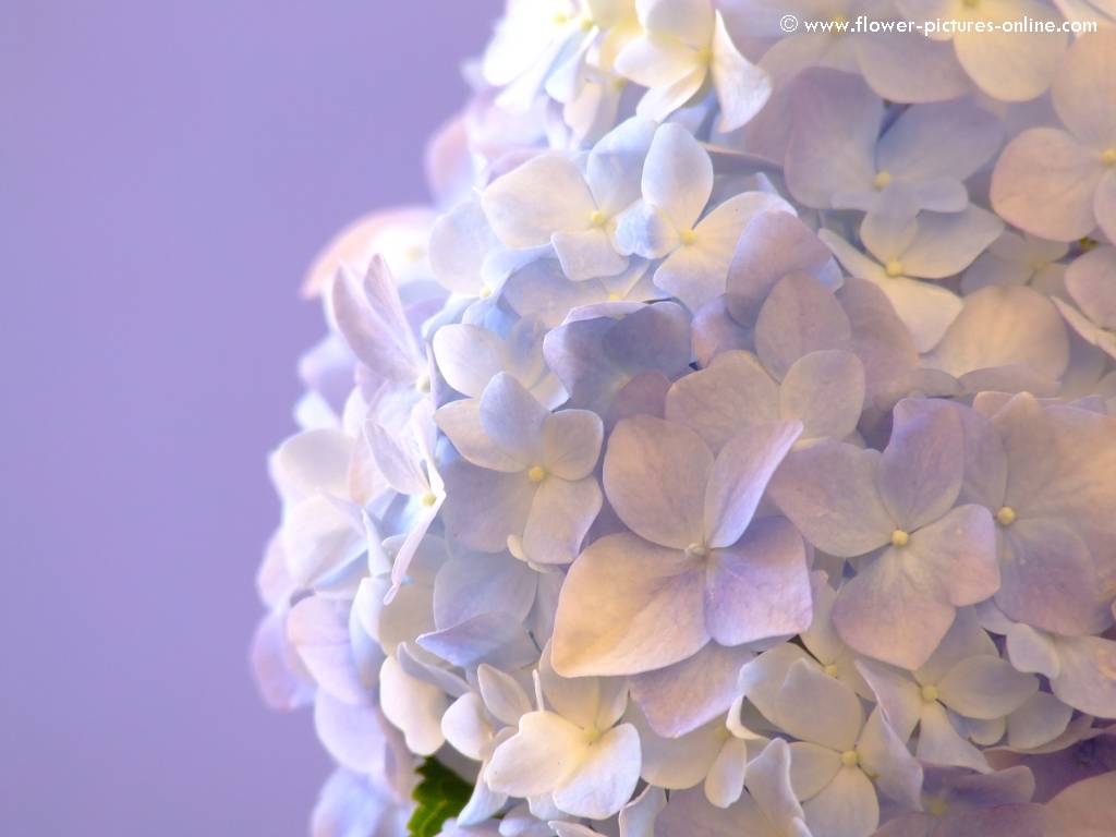 Blue Hydrangeas Know Your Wedding Flowers