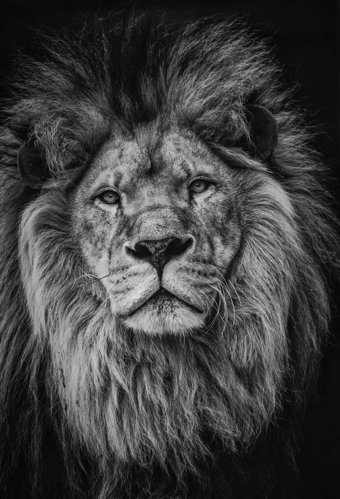 Black And White Lion Wallpaper
