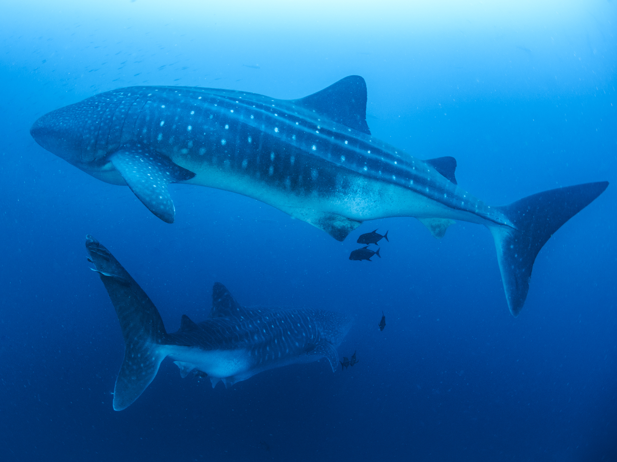 Galapagos Whale Shark Project Update Conservation Trust