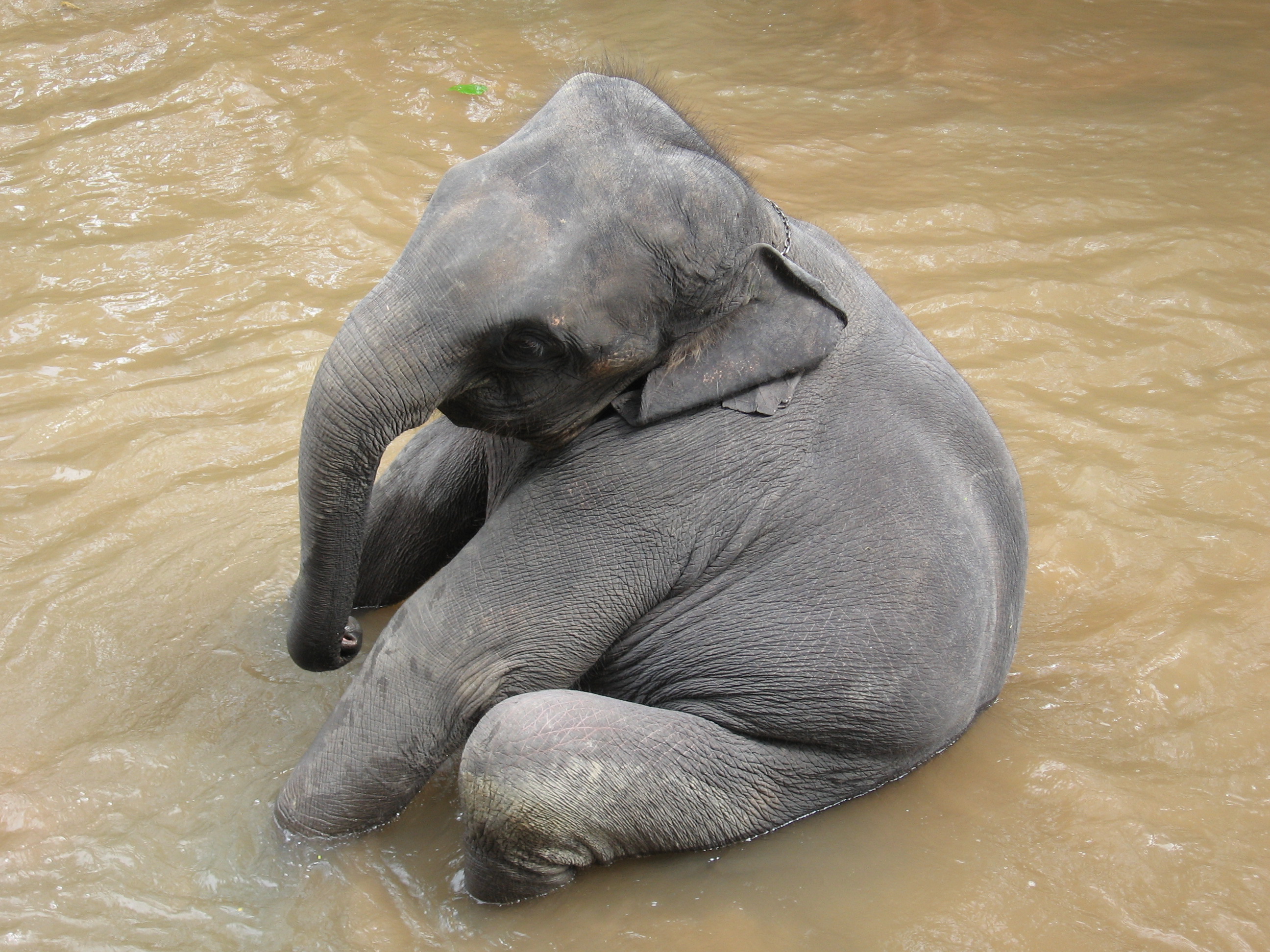 Goofy Baby Elephant Sitting In Water