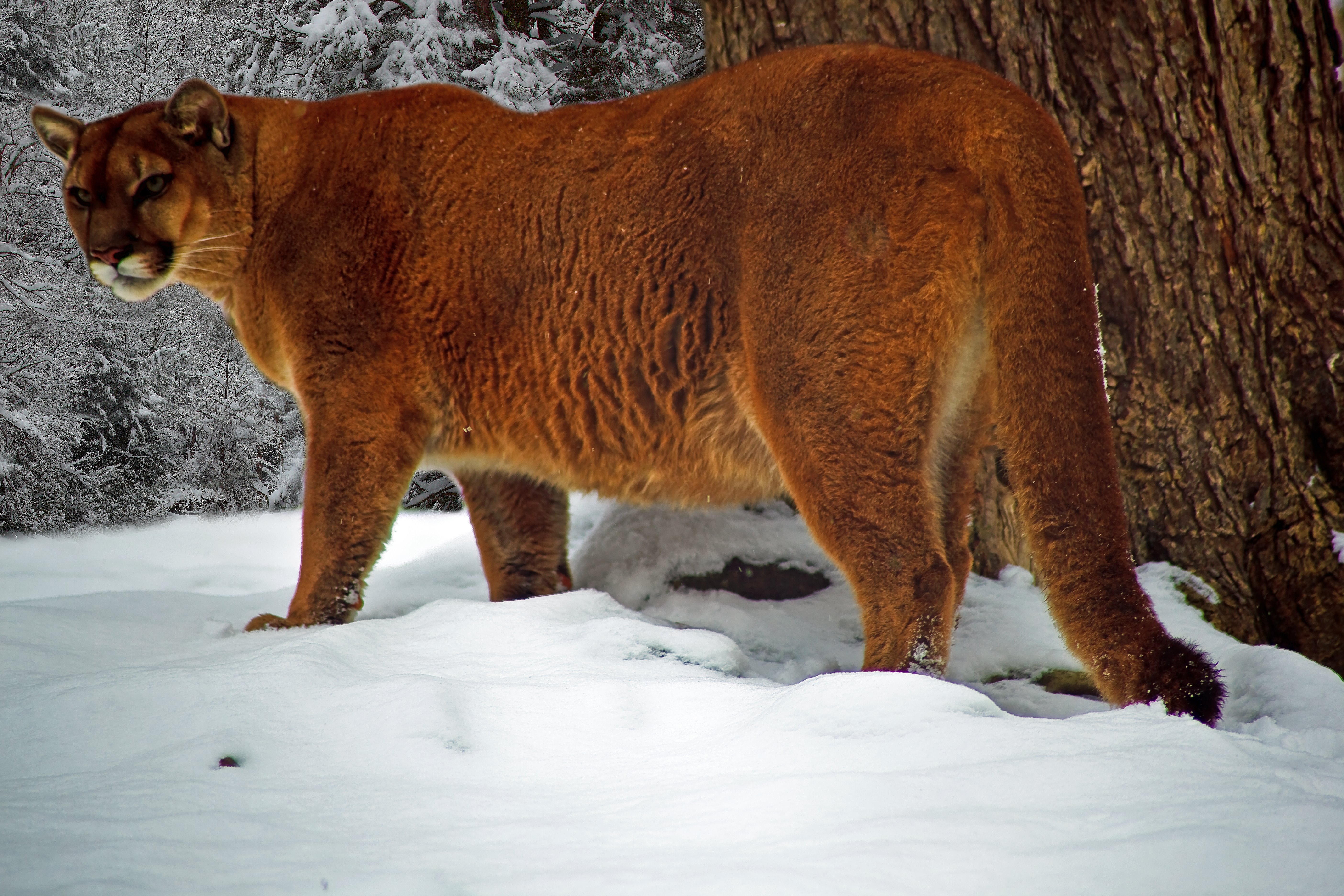 West Virginia Cougar Winter Snow Wildlife Nature Pictures By