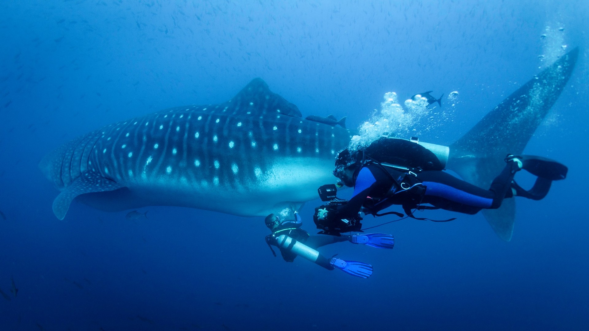 Galapagos Secrets Of The Ocean Giants International Wildlife