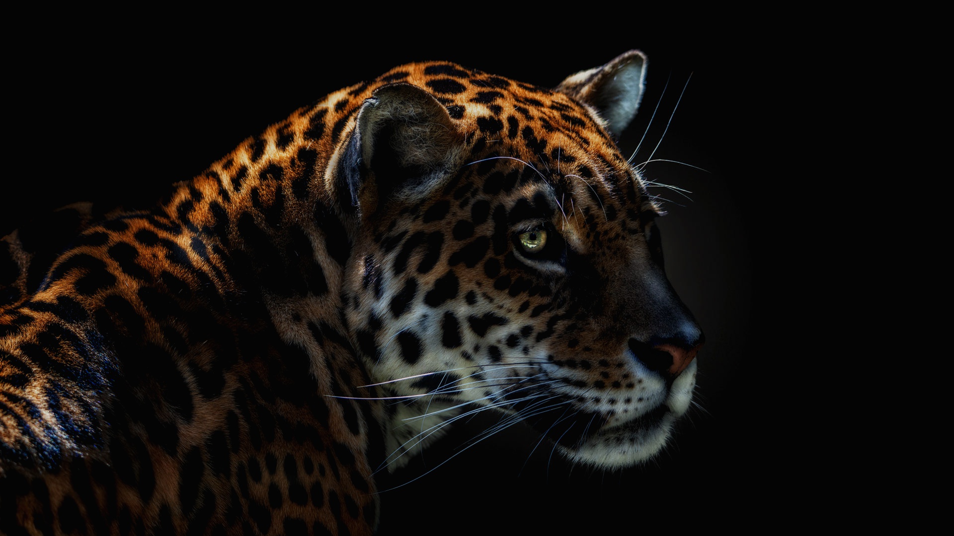 Jaguar Desktop Wallpaper