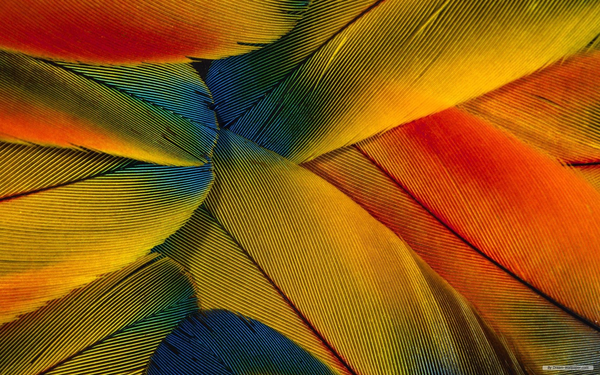 Bing image: Bright and colorful peacock feathers - Bing Wallpaper Gallery
