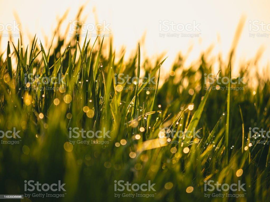Fresh Morning Dew Drops On Green Grass Against The Sunrise Stock