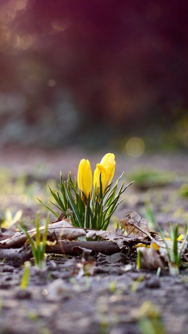 Small Yellow Flowers iPhone Wallpaper