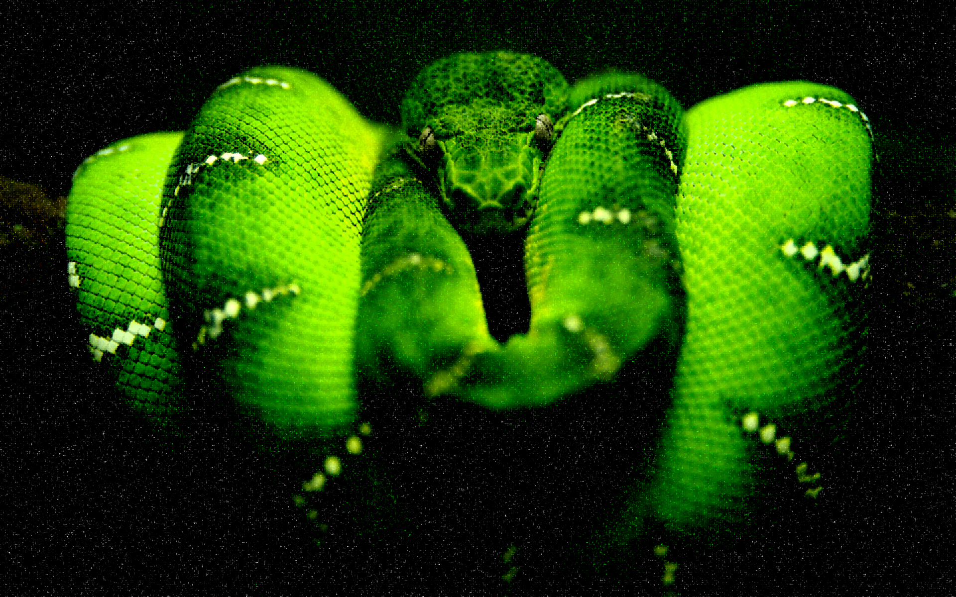 Midnight Green Tree Python Wallpaper