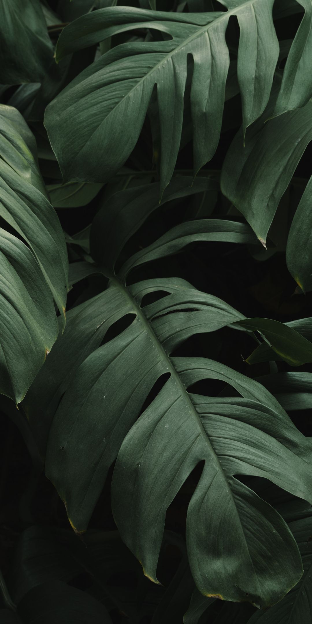Aesthetic Leaves Wallpaper