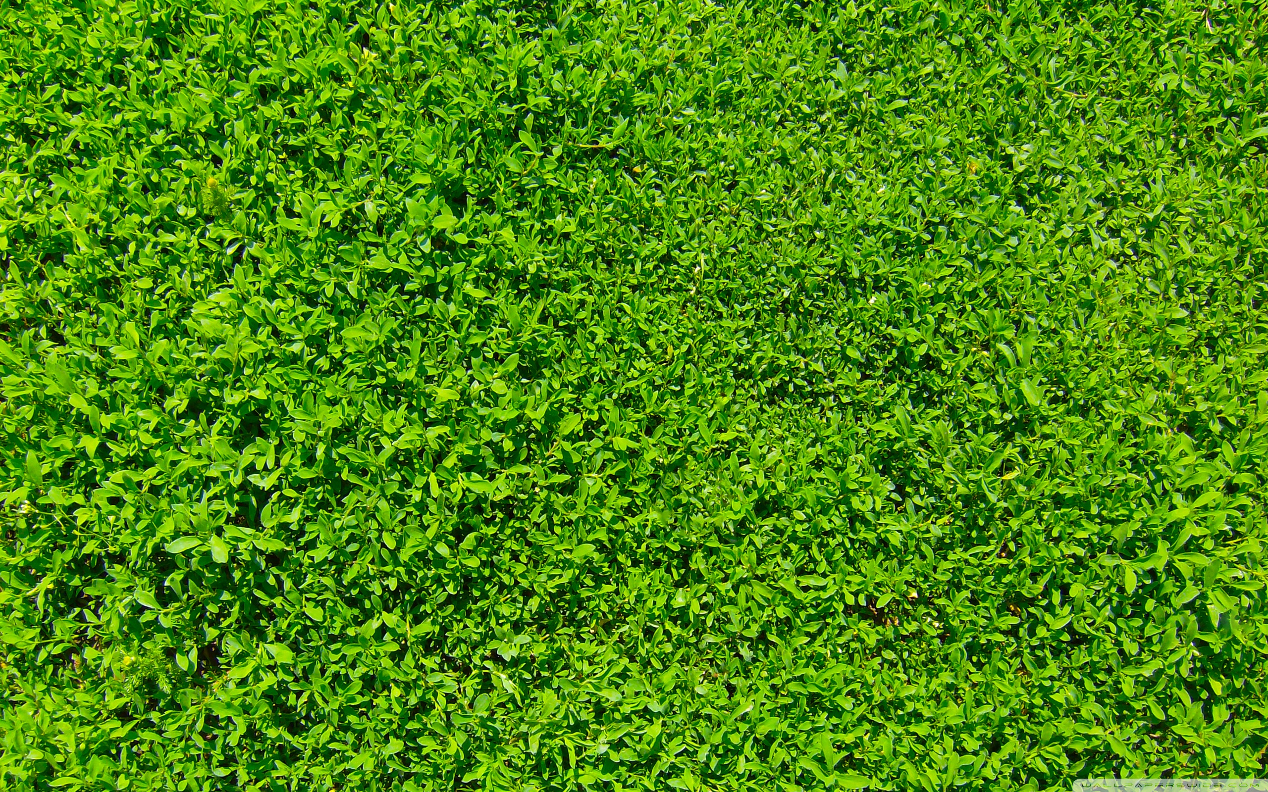 Green Grass Ultra HD Desktop Background Wallpaper For 4k UHD Tv