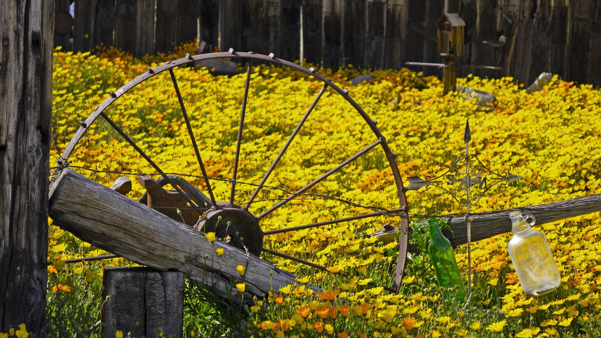 Rustic Charm: An old wagon wheel, weathered fence, and glass bottles amidst a vibrant field of yellow wildflowers