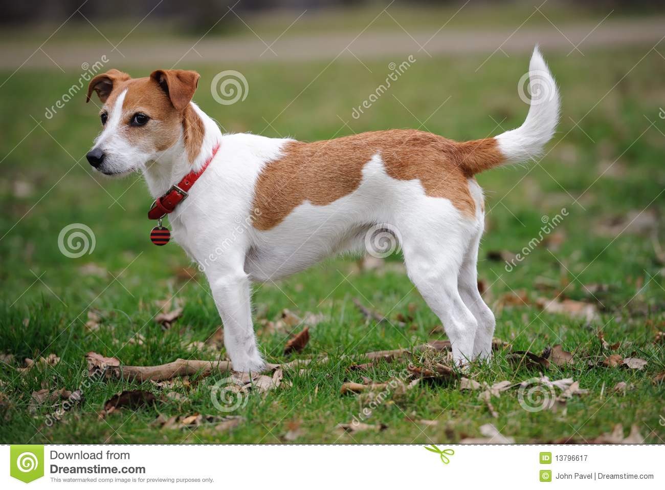 Cute Jack Russell Terrier HD Wallpaper Pixel Dog Breeds