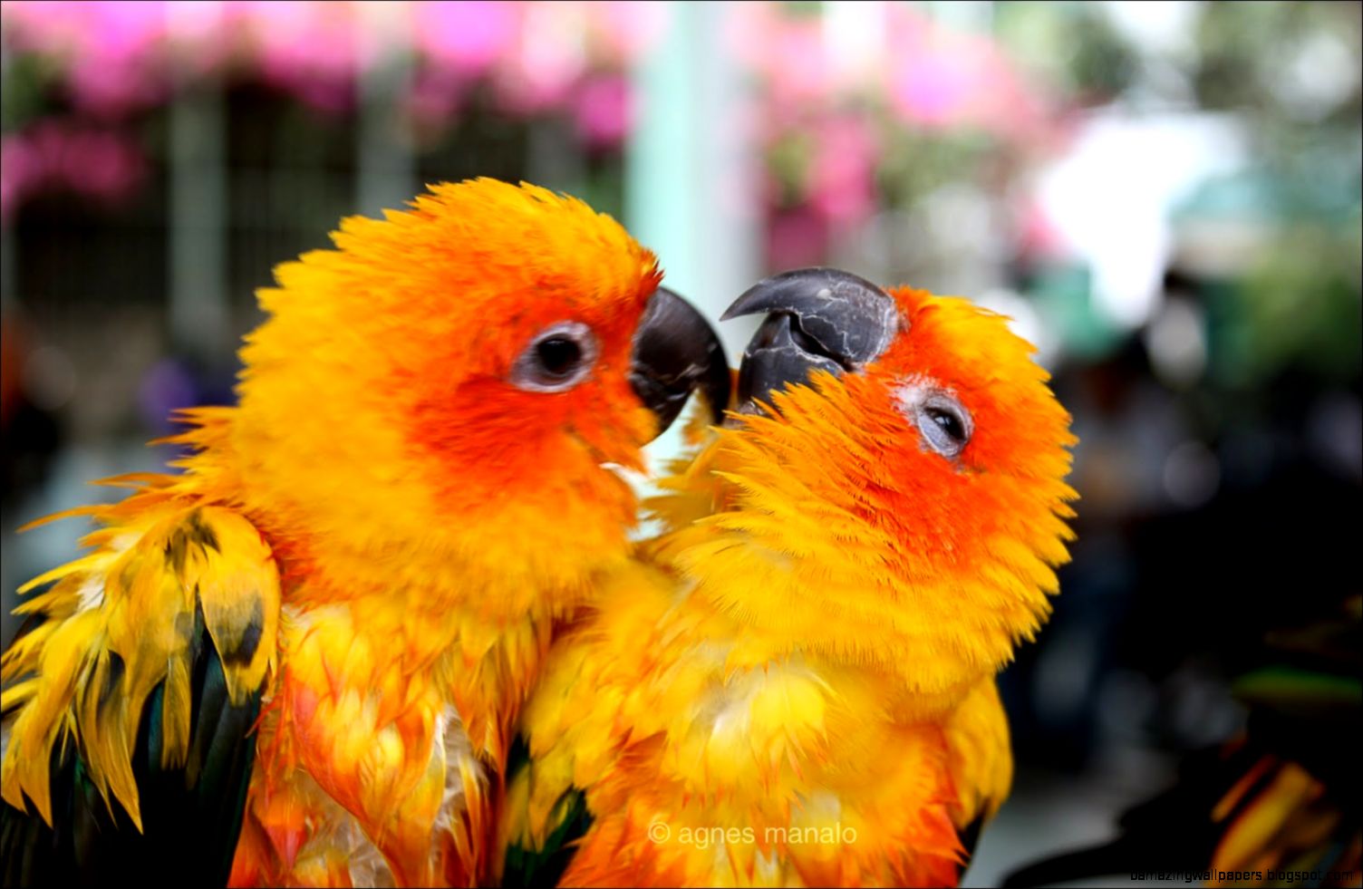 Cute Love Birds Wallpaper Amazing