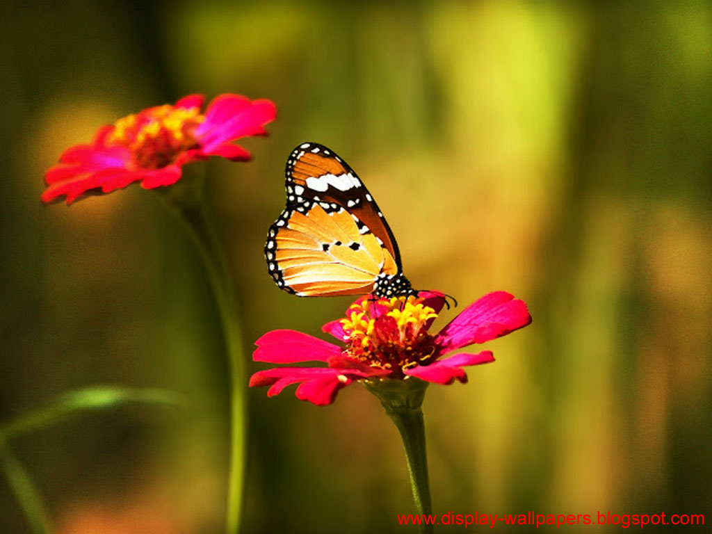 Butterfly Desktop Wallpaper HD