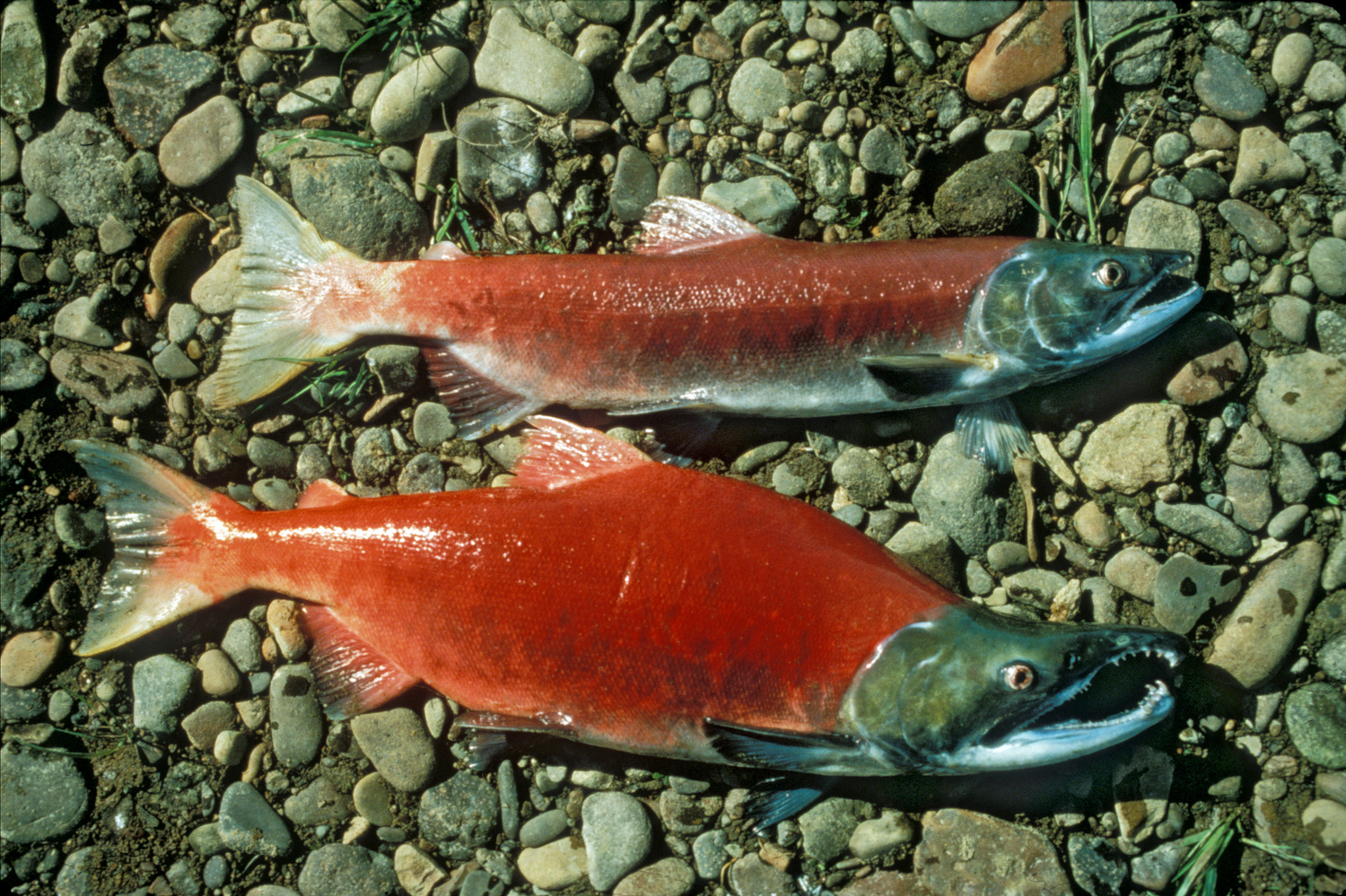 Sockeye Salmons Photo And Wallpaper Cute Pictures