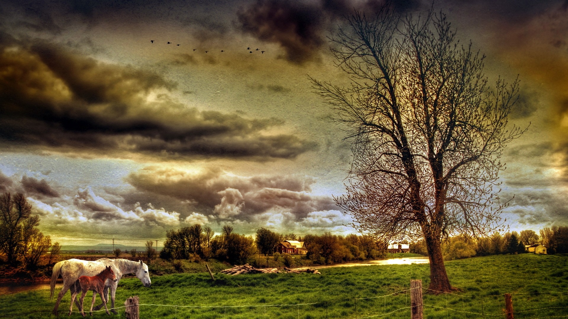 Farm Field Horses Trees House Clouds HDr Style Wallpaper