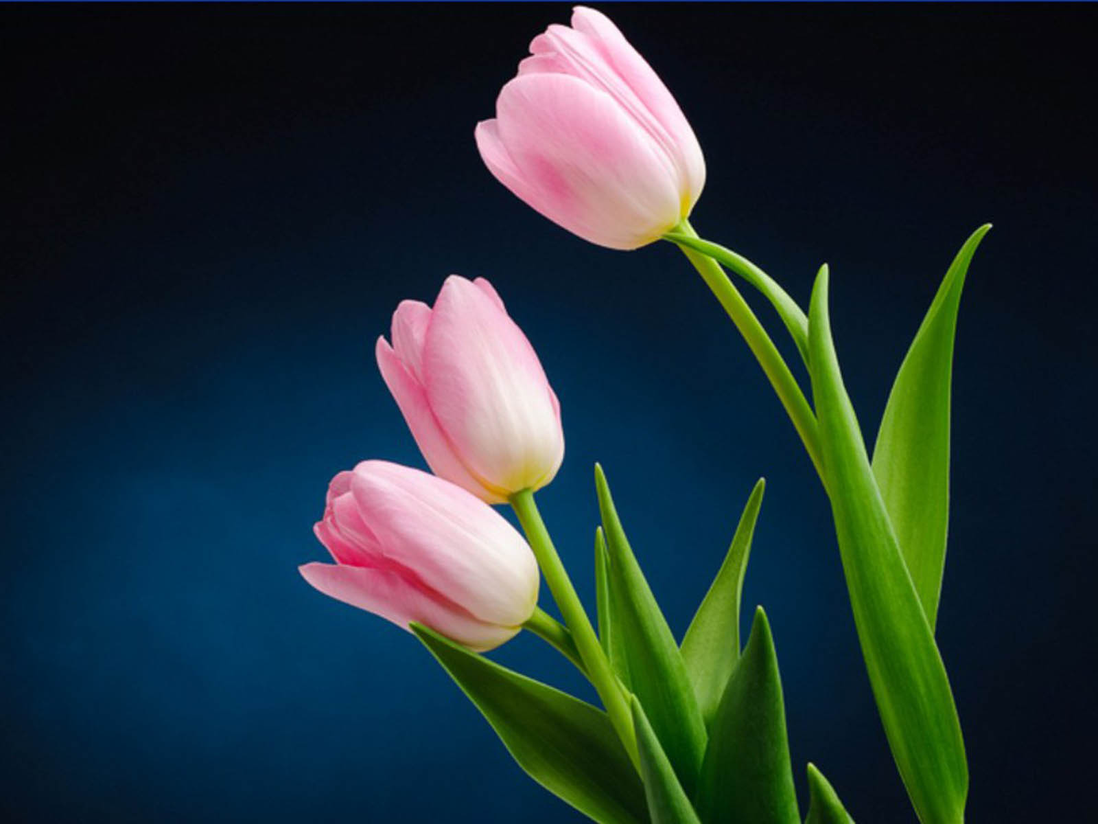 Pink Tulip Flower Pictures Wallpaper