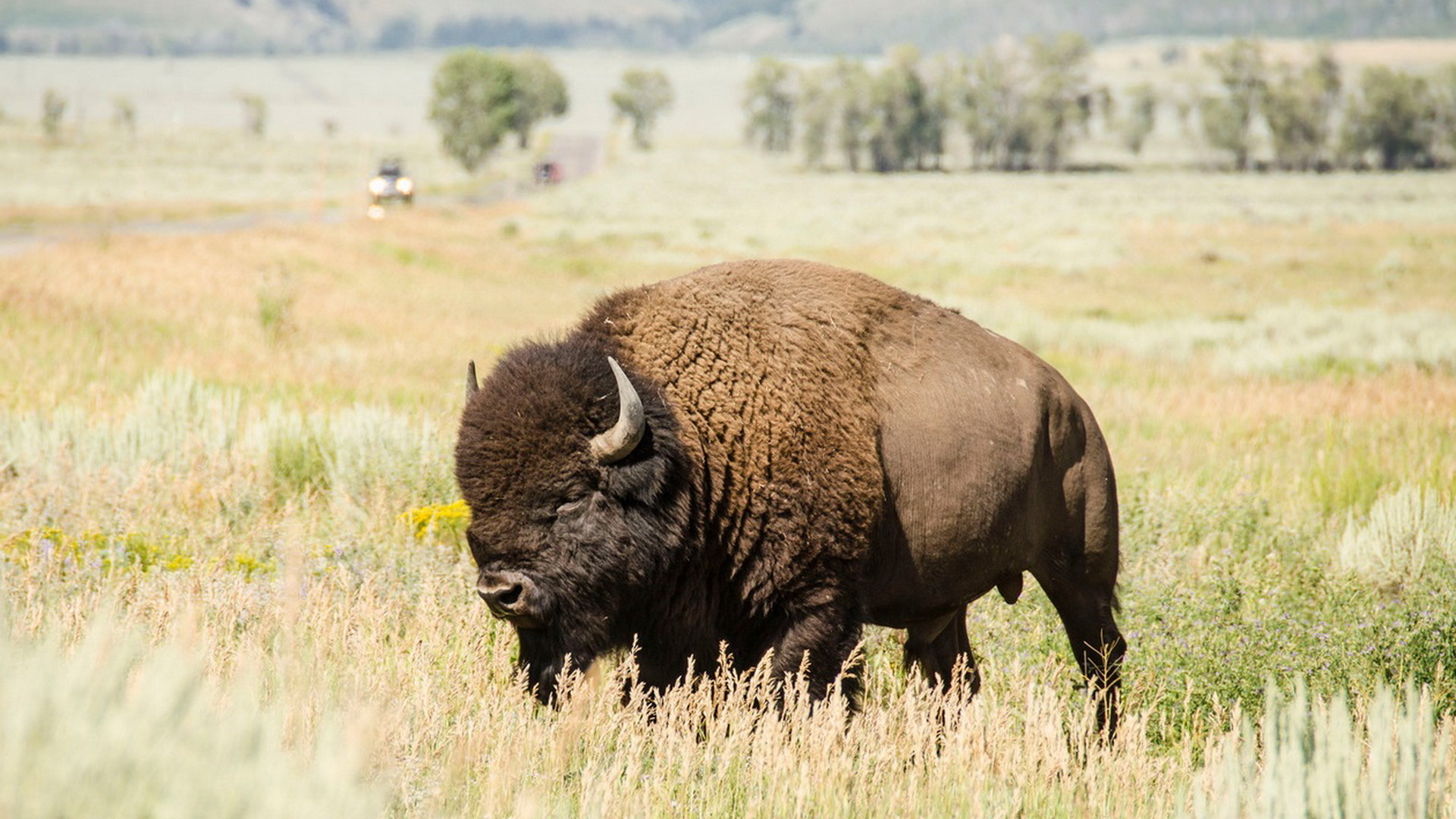 Gorgeous Bison Wallpaper Full HD Pictures