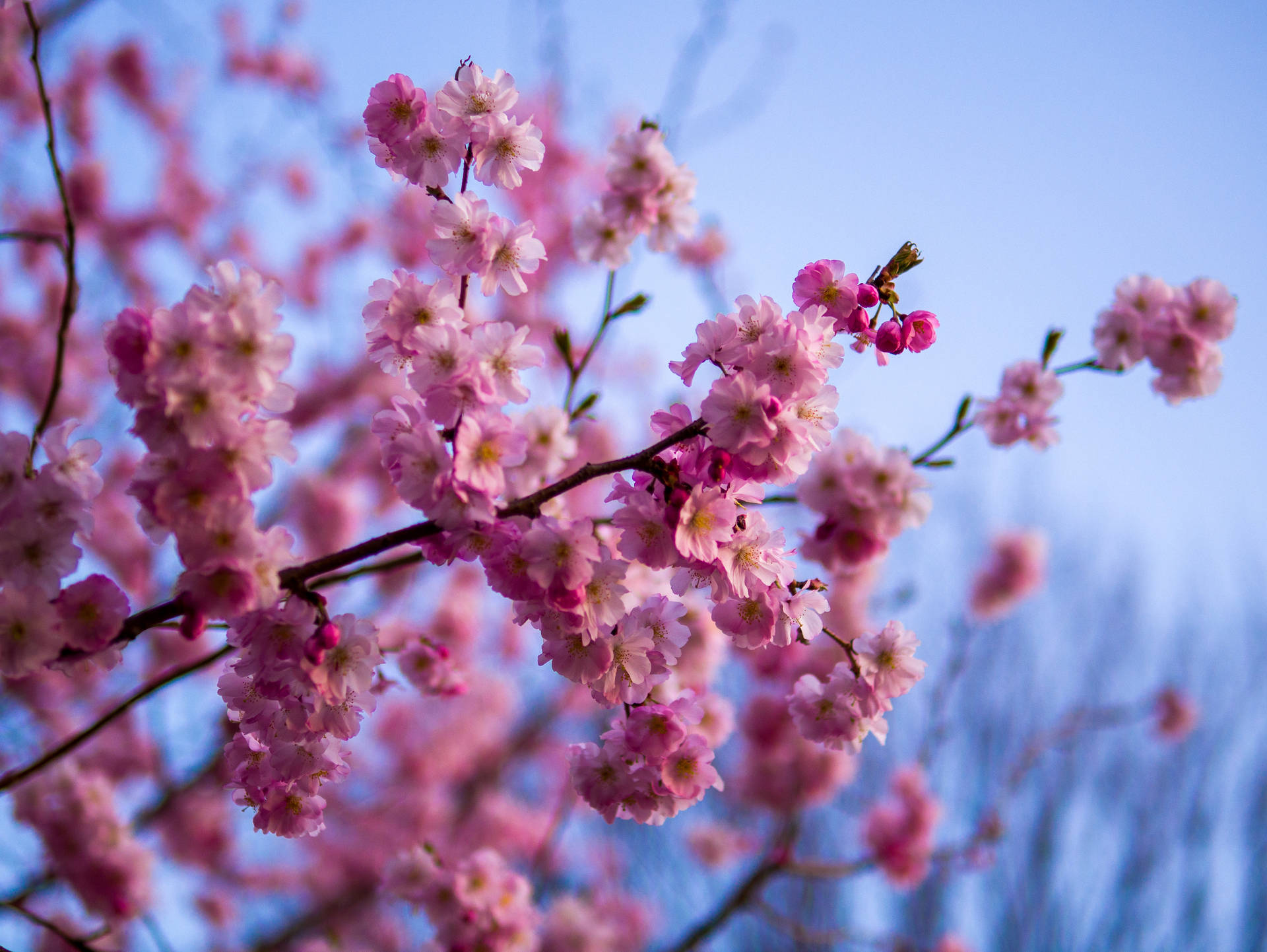 Flowers 4k Wallpaper