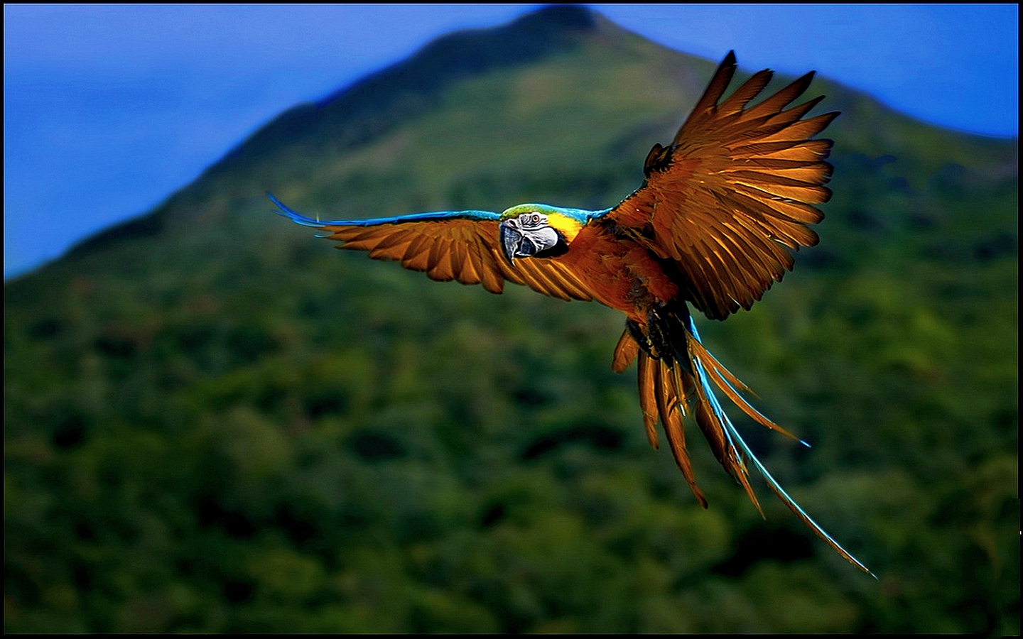 Flying Macaw Wallpaper photo and wallpaper All Flying Macaw Wallpaper