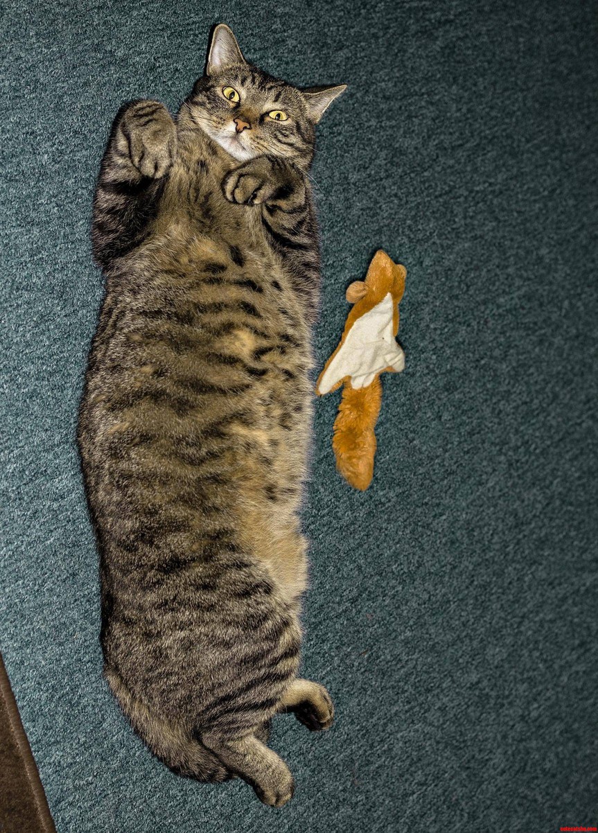 Cat Jack With His Derpy Toy Squirrely Cute Cats Hq Pictures