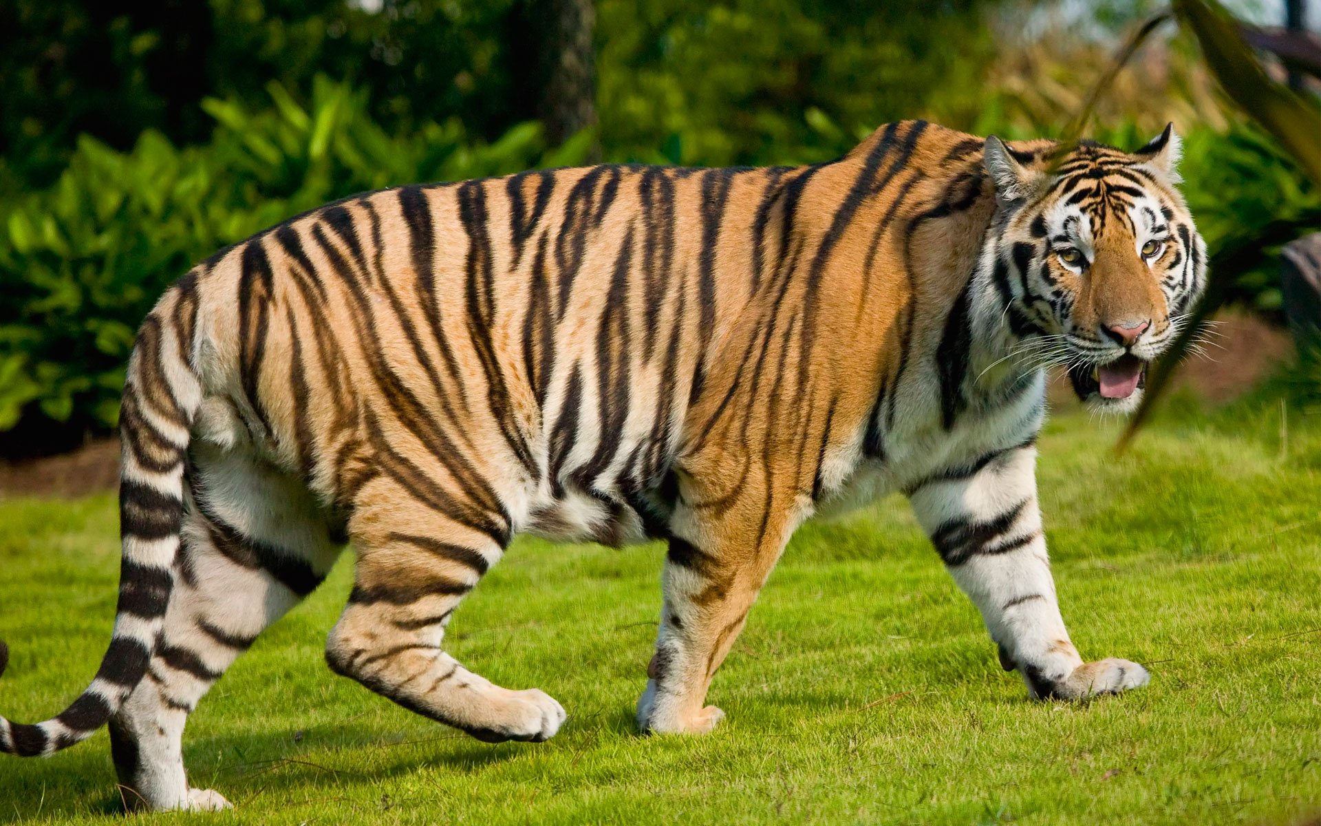 Widescreen Tiger Wallpapers HD Wallpapers 1920x1200