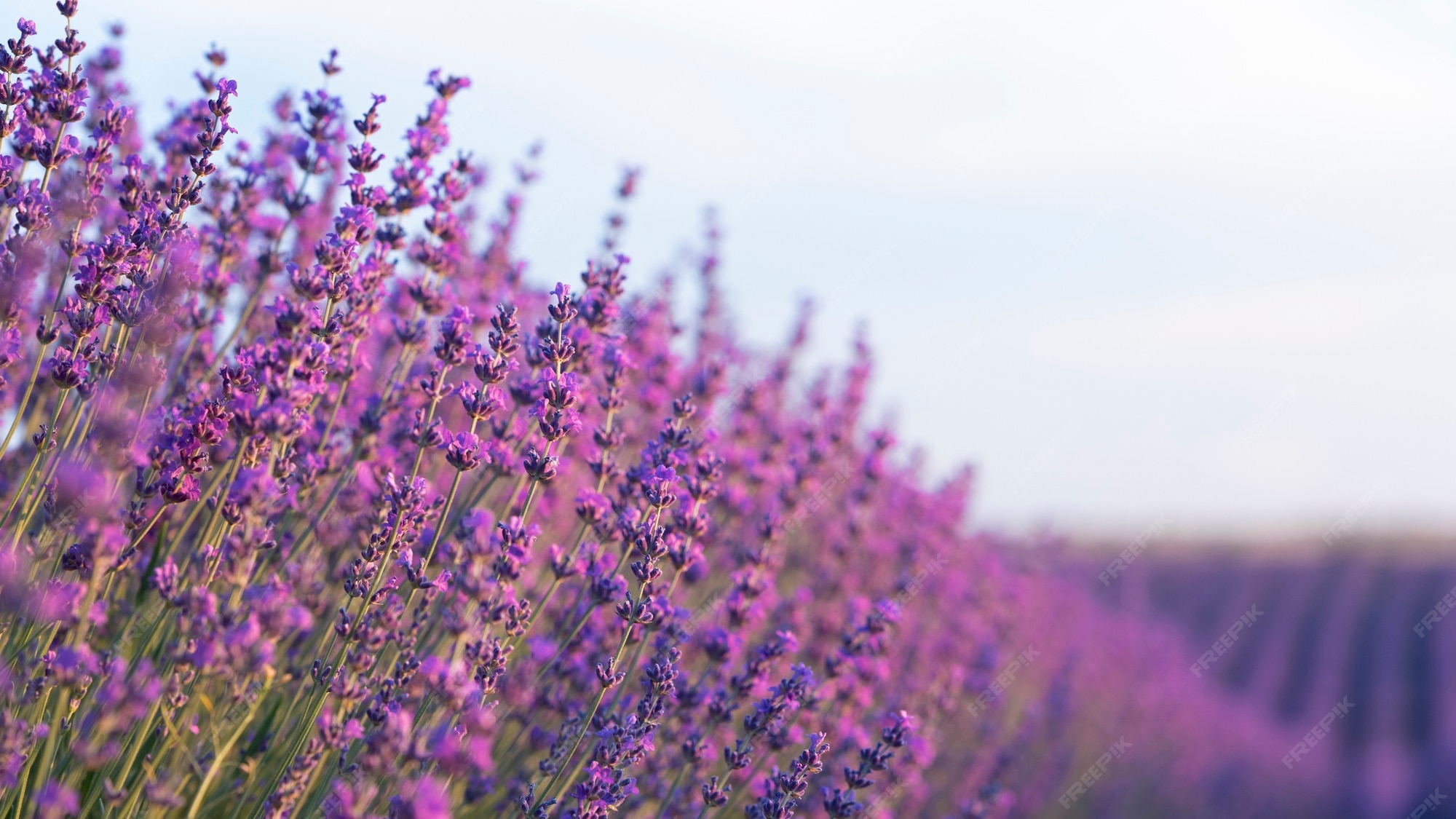 Lavender Desktop Wallpaper