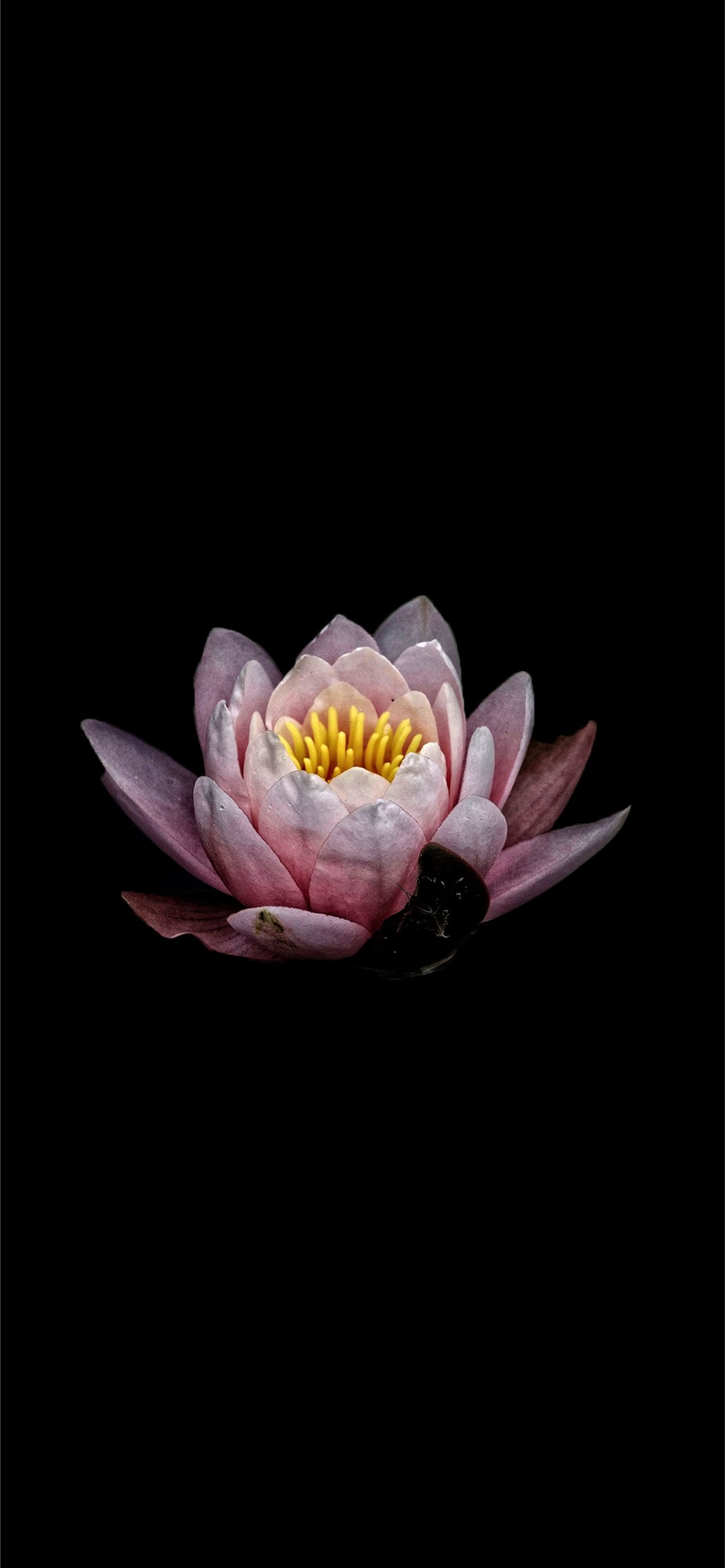Lotus Flower iPhone Wallpaper