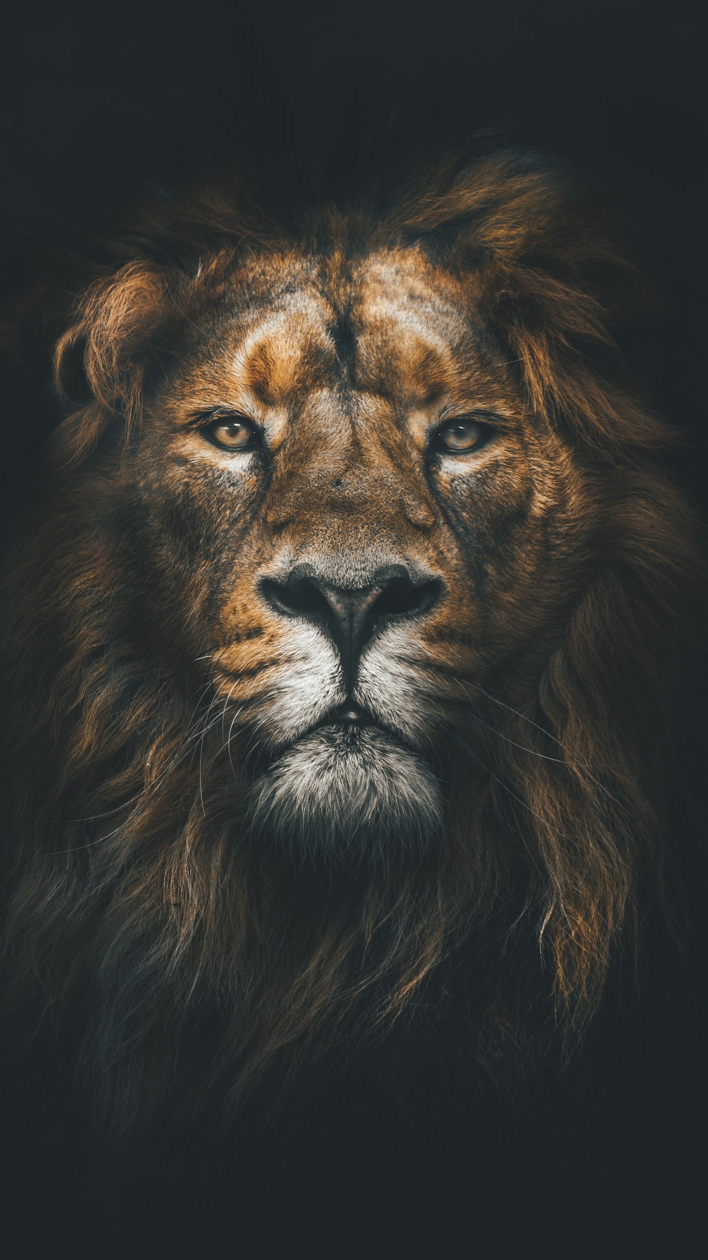 Lion Samsung Wallpaper On