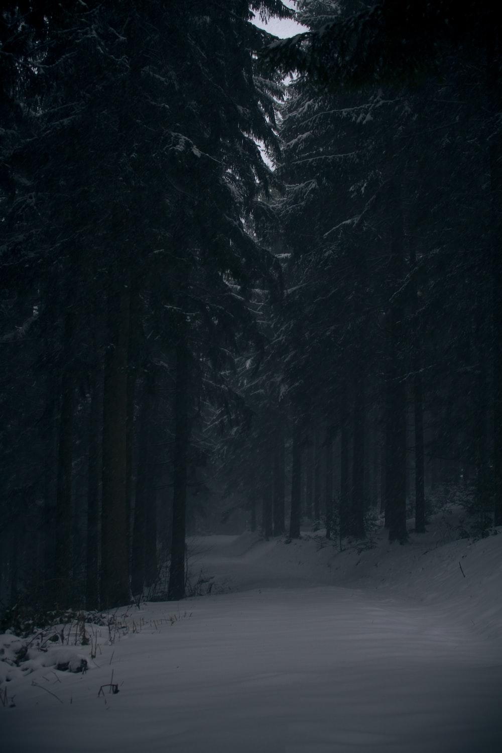 Dark Winter Pictures Image