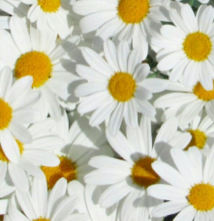 Daisies iPhone Wallpaper