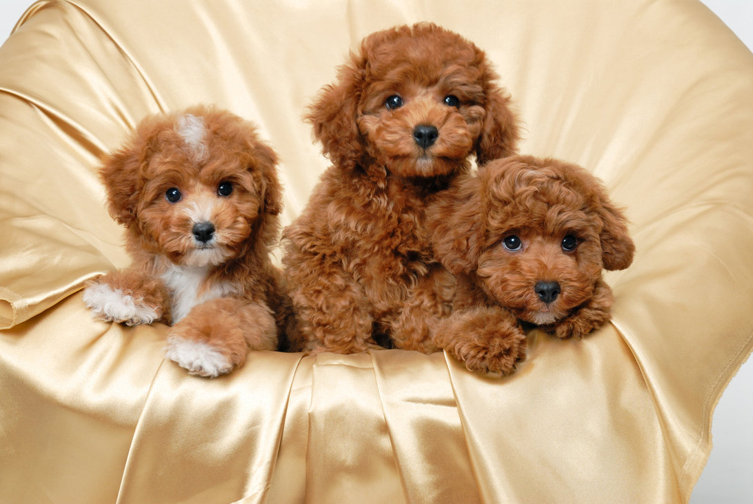 Poodle Puppy Wallpaper On
