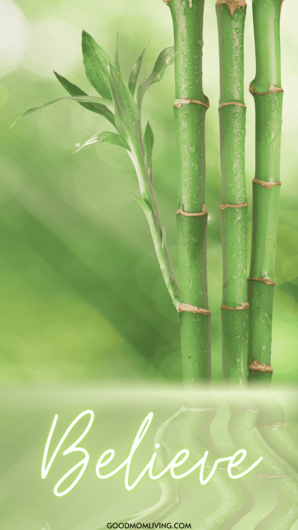 Bamboo Wallpaper iPhone HD For Mobile