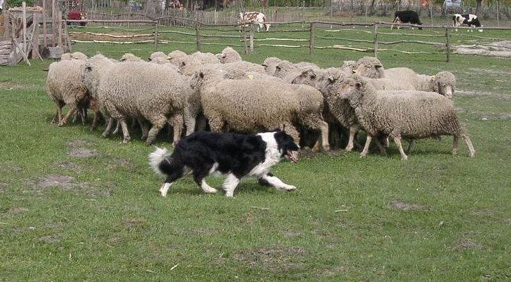 Border Collie Herding Sheep Good Ole Country Livin