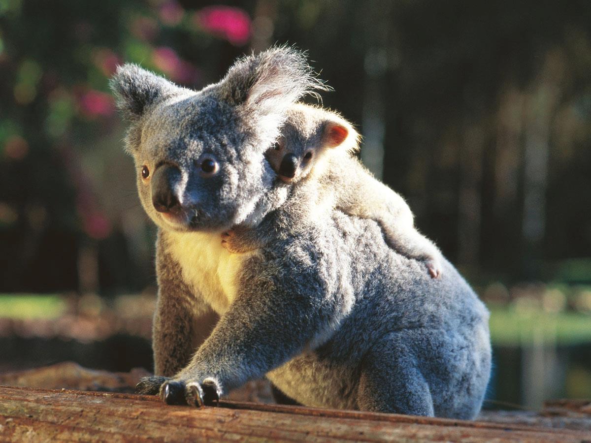 Koala Australia Wallpaper
