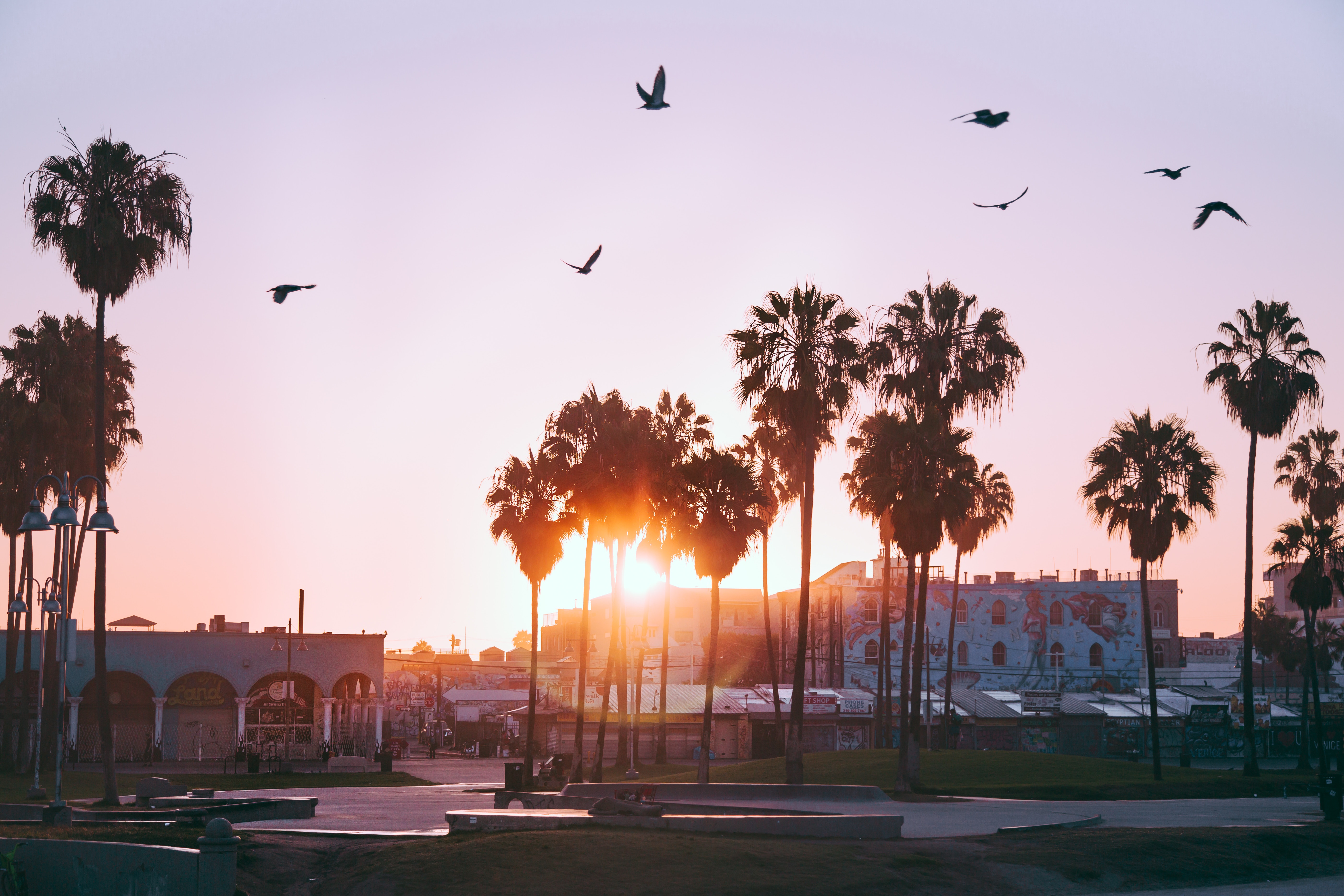 Palm Trees Dawn Birds Venice Beach Los Angeles United States