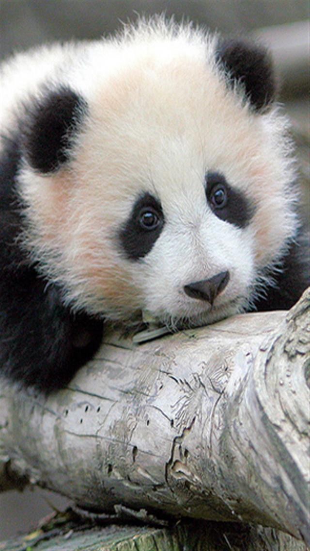  WALLPAPER BACKGROUNDSBaby Panda Bears Baby Pandas
