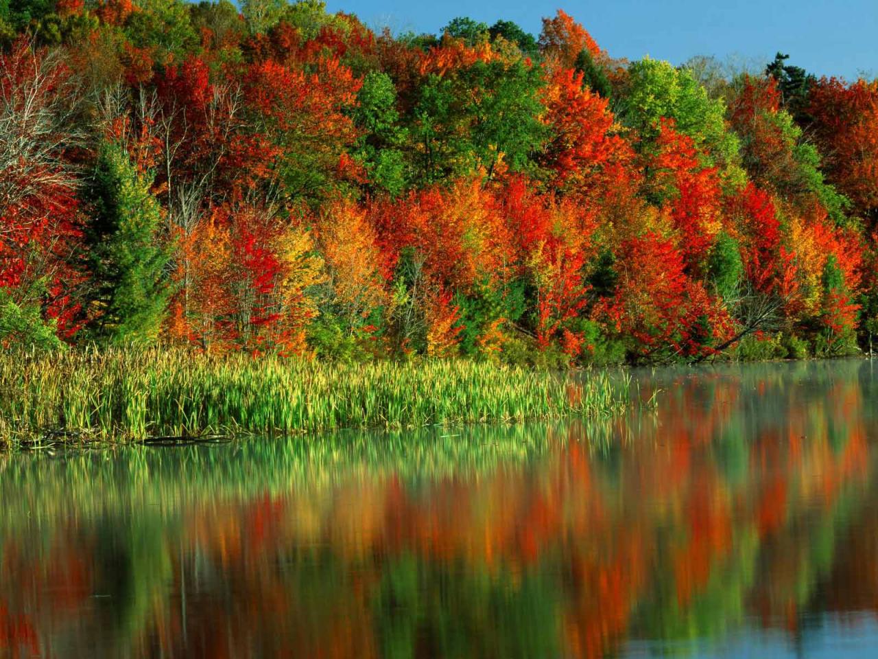 HD Wallpaper Autumn Colorful Trees Desktop Pictures