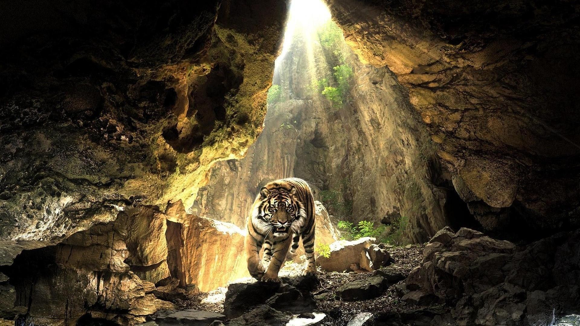 Wallpaper Of Tigers