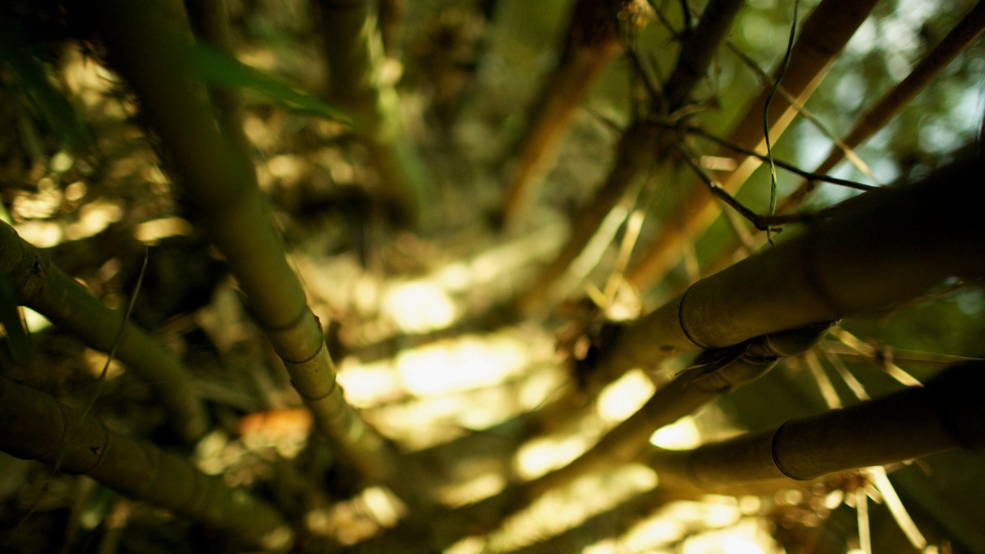 Nature Bamboo HD Wallpaper
