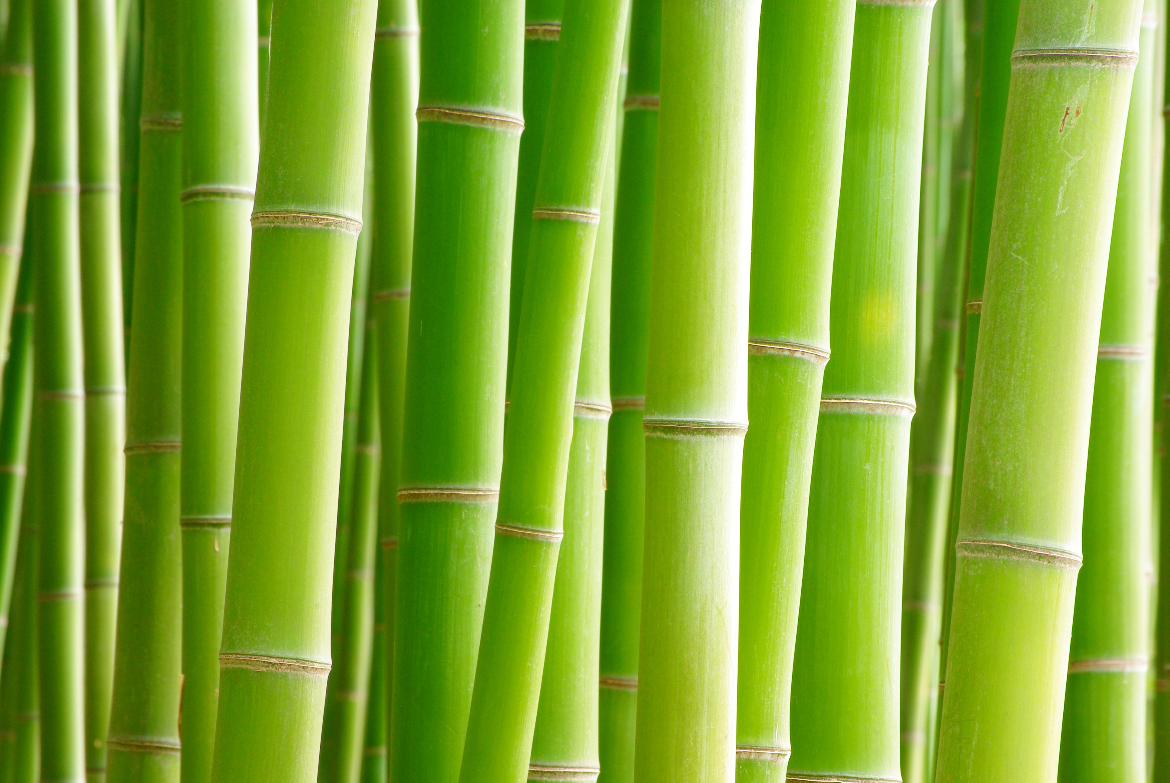 Nature Bamboo 4k Ultra HD Wallpaper