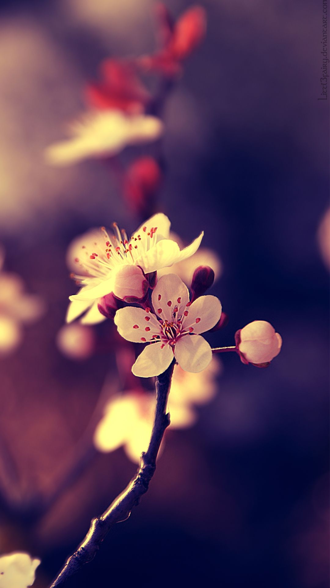 Free download httpwwwvactualpaperscomgallerybeautiful flowers mobile hd [1080x1920] for your