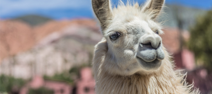 Lama Wallpaper Animal Hq Picture