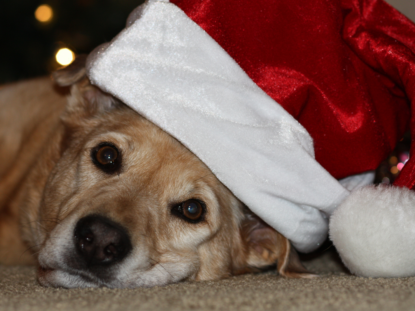 Zamboni Is Santas Sleigh Dog For Your